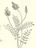 An illustration from The Christian Year, etc (1880)