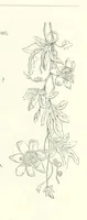 An illustration from The Christian Year, etc (1880)