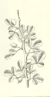 An illustration from The Christian Year, etc (1880)