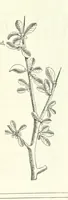 An illustration from The Christian Year, etc (1880)