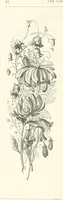 An illustration from The Christian Year, etc (1880)