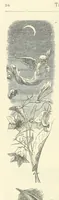 An illustration from The Christian Year, etc (1880)