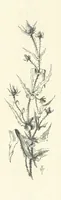 An illustration from The Christian Year, etc (1880)