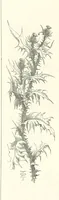 An illustration from The Christian Year, etc (1880)