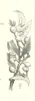 Picture 55 of 300 from The Christian Year, etc (1880), leaf 89