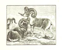 An illustration from The Young Ranchmen; or, Perils of Pioneering in the Wild West ... Illustrated by Walter S. Stacey (1891)