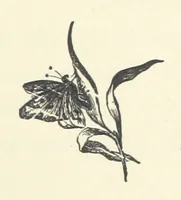 An illustration from Rollica Reed. [A tale.] ... Illustrated, etc (1890)