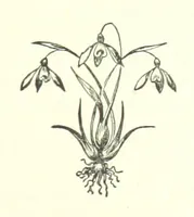 Picture 7 of 10 from My Home in the Shires. A romance. Author's edition (1876), leaf 209