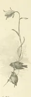 An illustration from The King's Highway, daily texts & hymns for a month. Illustrated by F. Hines (1890)