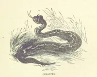 Picture 17 of 115 from Great African Travellers from Mungo Park to Livingstone and Stanley, etc (1874), leaf 117