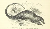 Picture 27 of 115 from Great African Travellers from Mungo Park to Livingstone and Stanley, etc (1874), leaf 170