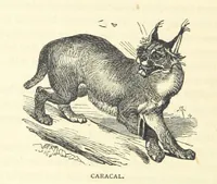 An illustration from Great African Travellers from Mungo Park to Livingstone and Stanley, etc (1874)