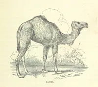 Picture 35 of 115 from Great African Travellers from Mungo Park to Livingstone and Stanley, etc (1874), leaf 211
