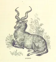 An illustration from Great African Travellers from Mungo Park to Livingstone and Stanley, etc (1874)