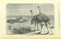 An illustration from Great African Travellers from Mungo Park to Livingstone and Stanley, etc (1874)