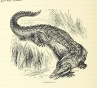 An illustration from Great African Travellers from Mungo Park to Livingstone and Stanley, etc (1874)