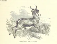 An illustration from Great African Travellers from Mungo Park to Livingstone and Stanley, etc (1874)