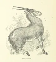 An illustration from Great African Travellers from Mungo Park to Livingstone and Stanley, etc (1874)