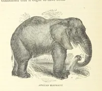 Picture 64 of 115 from Great African Travellers from Mungo Park to Livingstone and Stanley, etc (1874), leaf 336