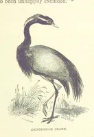 Picture 69 of 115 from Great African Travellers from Mungo Park to Livingstone and Stanley, etc (1874), leaf 355