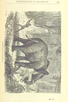 Picture 93 of 115 from Great African Travellers from Mungo Park to Livingstone and Stanley, etc (1874), leaf 423