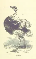 Picture 94 of 115 from Great African Travellers from Mungo Park to Livingstone and Stanley, etc (1874), leaf 427