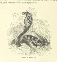 Picture 9 of 115 from Great African Travellers from Mungo Park to Livingstone and Stanley, etc (1874), leaf 46