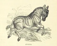 Picture 10 of 115 from Great African Travellers from Mungo Park to Livingstone and Stanley, etc (1874), leaf 70