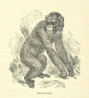 An illustration from Great African Travellers from Mungo Park to Livingstone and Stanley, etc (1874)
