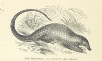An illustration from Great African Travellers ... By W. H. G. K. and H. Frith (1885)