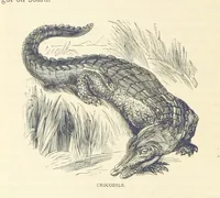 An illustration from Great African Travellers ... By W. H. G. K. and H. Frith (1885)