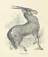 An illustration from Great African Travellers ... By W. H. G. K. and H. Frith (1885)