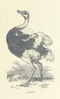 An illustration from Great African Travellers ... By W. H. G. K. and H. Frith (1885)