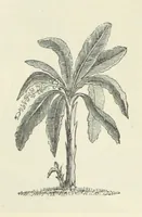 An illustration from Notable Voyagers from Columbus to Nordenskïold. By W. H. G. K. and H. Frith (1885)
