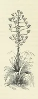 An illustration from Notable Voyagers from Columbus to Nordenskïold. By W. H. G. K. and H. Frith (1885)