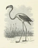 An illustration from Notable Voyagers from Columbus to Nordenskïold. By W. H. G. K. and H. Frith (1885)