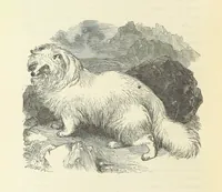An illustration from Notable Voyagers from Columbus to Nordenskïold. By W. H. G. K. and H. Frith (1885)