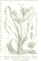 An illustration from Unser Wissen von der Erde. Allgemeine Erdkunde und Länderkunde, herausgegeben unter fachmännischer Mitwirkung von A. Kirchhoff (1886)