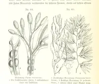 An illustration from Unser Wissen von der Erde. Allgemeine Erdkunde und Länderkunde, herausgegeben unter fachmännischer Mitwirkung von A. Kirchhoff (1886)