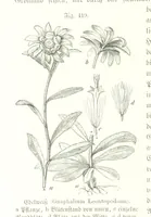 An illustration from Unser Wissen von der Erde. Allgemeine Erdkunde und Länderkunde, herausgegeben unter fachmännischer Mitwirkung von A. Kirchhoff (1886)