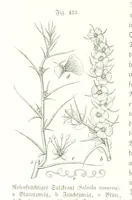 An illustration from Unser Wissen von der Erde. Allgemeine Erdkunde und Länderkunde, herausgegeben unter fachmännischer Mitwirkung von A. Kirchhoff (1886)