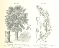 An illustration from Unser Wissen von der Erde. Allgemeine Erdkunde und Länderkunde, herausgegeben unter fachmännischer Mitwirkung von A. Kirchhoff (1886)