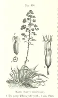 An illustration from Unser Wissen von der Erde. Allgemeine Erdkunde und Länderkunde, herausgegeben unter fachmännischer Mitwirkung von A. Kirchhoff (1886)