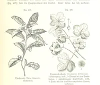 An illustration from Unser Wissen von der Erde. Allgemeine Erdkunde und Länderkunde, herausgegeben unter fachmännischer Mitwirkung von A. Kirchhoff (1886)