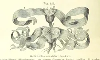 An illustration from Unser Wissen von der Erde. Allgemeine Erdkunde und Länderkunde, herausgegeben unter fachmännischer Mitwirkung von A. Kirchhoff (1886)