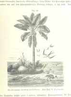 An illustration from Unser Wissen von der Erde. Allgemeine Erdkunde und Länderkunde, herausgegeben unter fachmännischer Mitwirkung von A. Kirchhoff (1886)