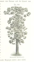 An illustration from Unser Wissen von der Erde. Allgemeine Erdkunde und Länderkunde, herausgegeben unter fachmännischer Mitwirkung von A. Kirchhoff (1886)