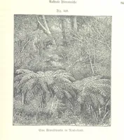 An illustration from Unser Wissen von der Erde. Allgemeine Erdkunde und Länderkunde, herausgegeben unter fachmännischer Mitwirkung von A. Kirchhoff (1886)