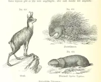 An illustration from Unser Wissen von der Erde. Allgemeine Erdkunde und Länderkunde, herausgegeben unter fachmännischer Mitwirkung von A. Kirchhoff (1886)