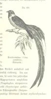 An illustration from Unser Wissen von der Erde. Allgemeine Erdkunde und Länderkunde, herausgegeben unter fachmännischer Mitwirkung von A. Kirchhoff (1886)